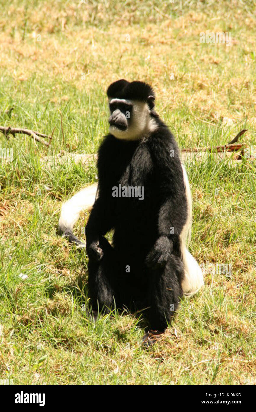 Questa immagine presenta un francobollo di Israele, etichettato 18005, che probabilmente raffigura una scimmia. Rappresenta parte del simbolismo culturale e della fauna selvatica di Israele, evidenziando il ruolo degli animali nella storia artistica e postale del paese. Foto Stock