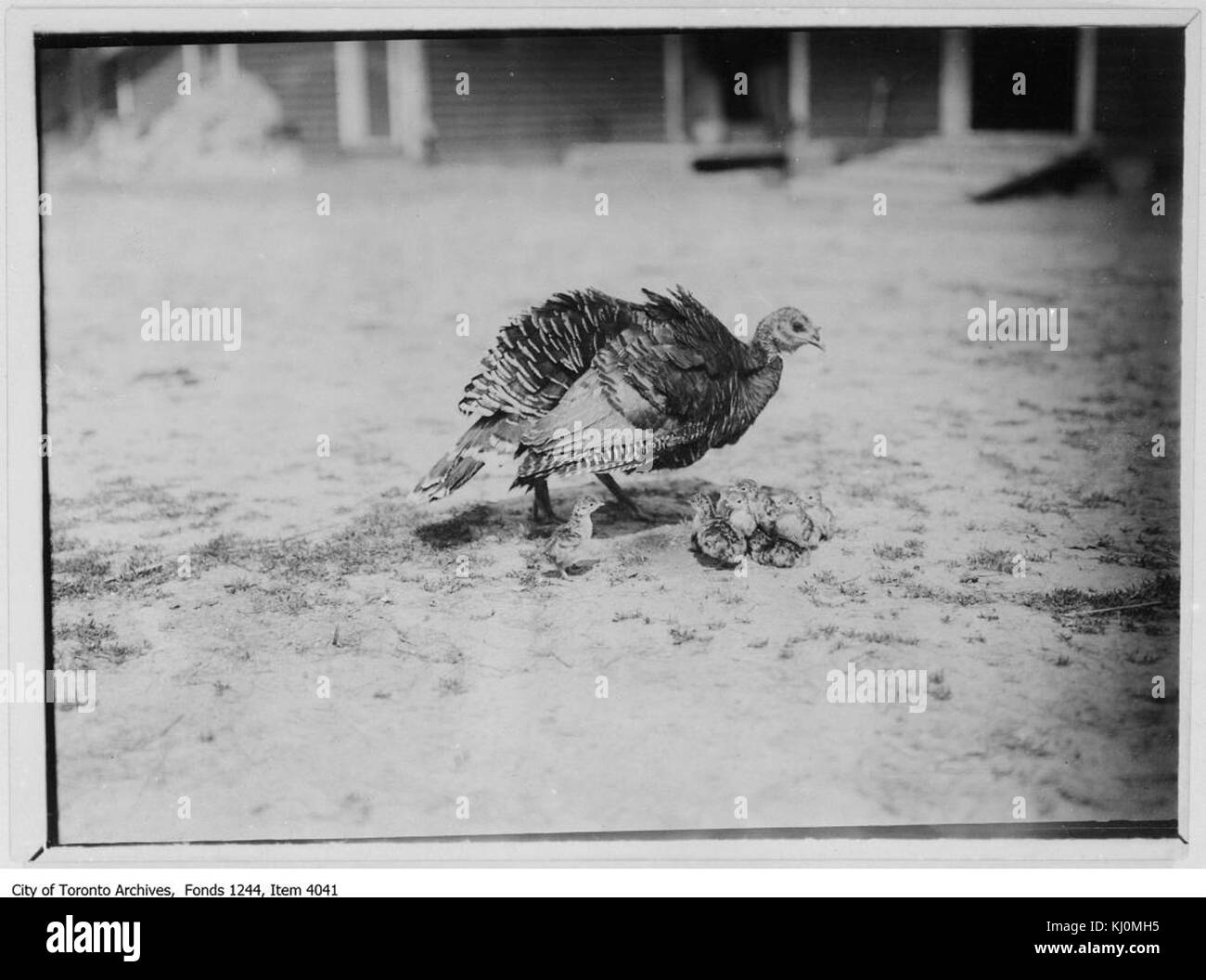 Questa fotografia cattura un tacchino con 15 pulcini a Wychwood, una rappresentazione dell'allevamento avicolo e dell'allevamento di uccelli in ambienti rurali. Foto Stock