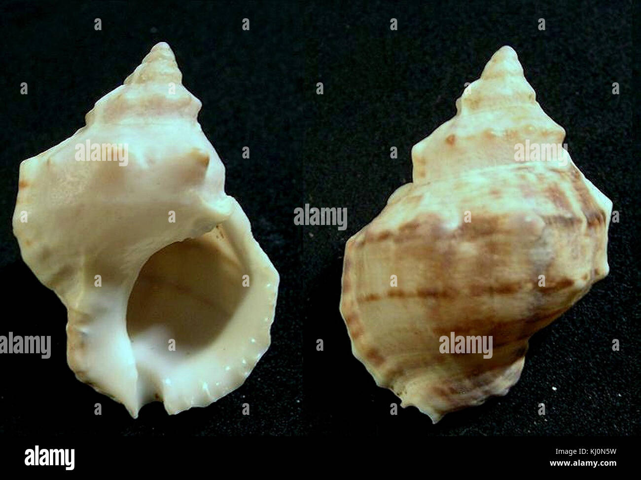 Crossata ventricosa 001 Foto Stock