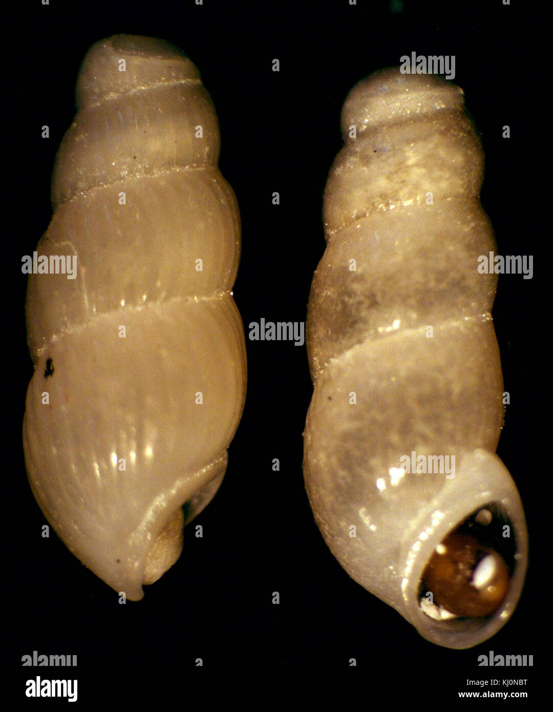 Truncatella vincentiana 002 Foto Stock