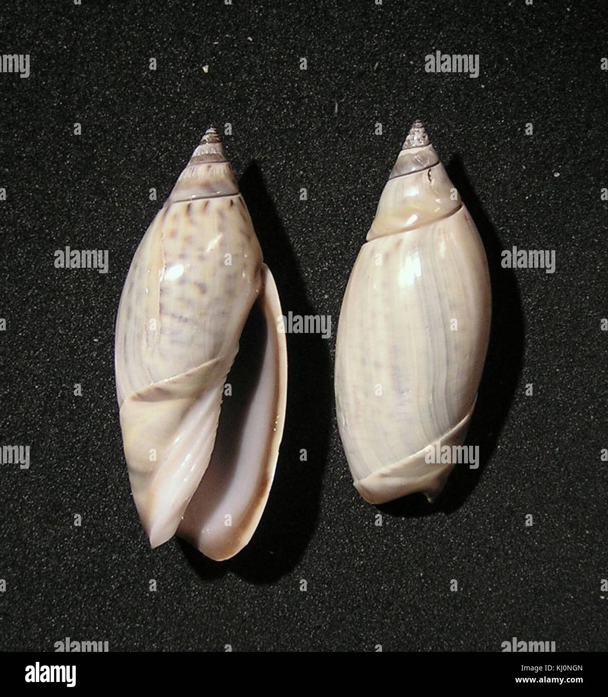 Agaronia testacea 001 Foto Stock