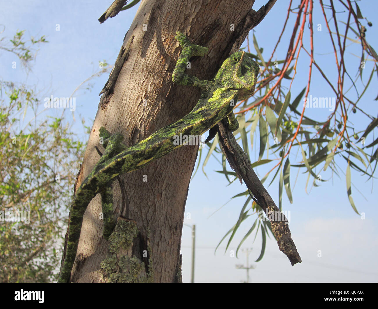 Israele 36594 chameleon Foto Stock