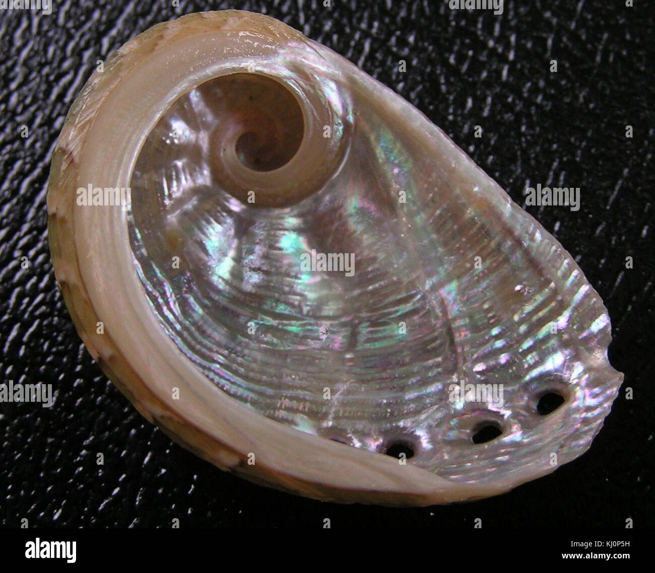 Haliotis coccoradiata 002 Foto Stock