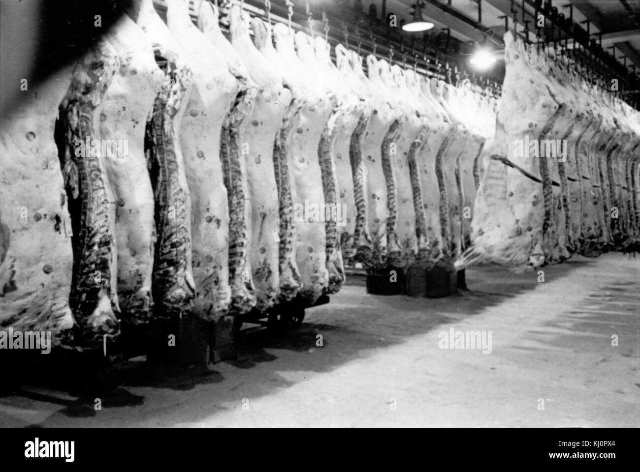 Stanley Kubrick - rack refrigerato di carne cph.3d02347 Foto Stock