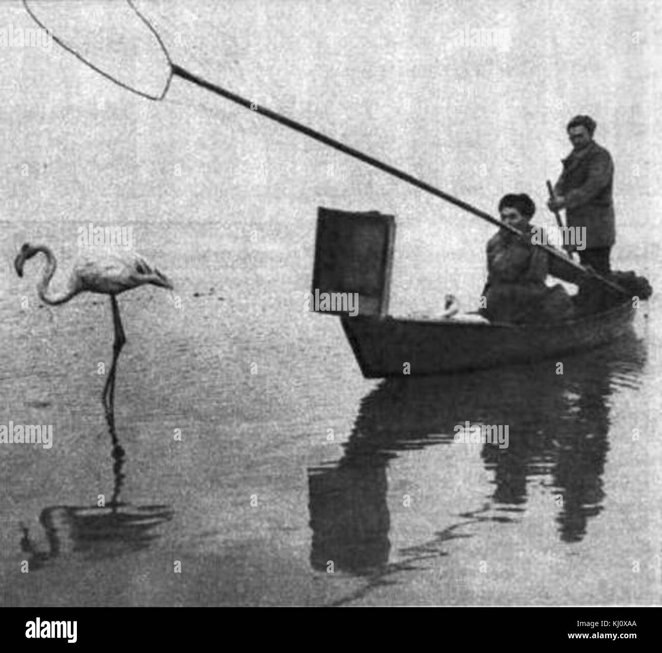 Un fenicottero è visto nella regione di Ghizil-Agaj, un habitat naturale in Azerbaigian, noto per la sua variegata avifauna e gli ecosistemi delle zone umide. Foto Stock