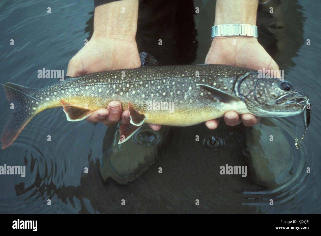 Trota di lago pesce nelle mani Salvelinus namaycush Foto Stock