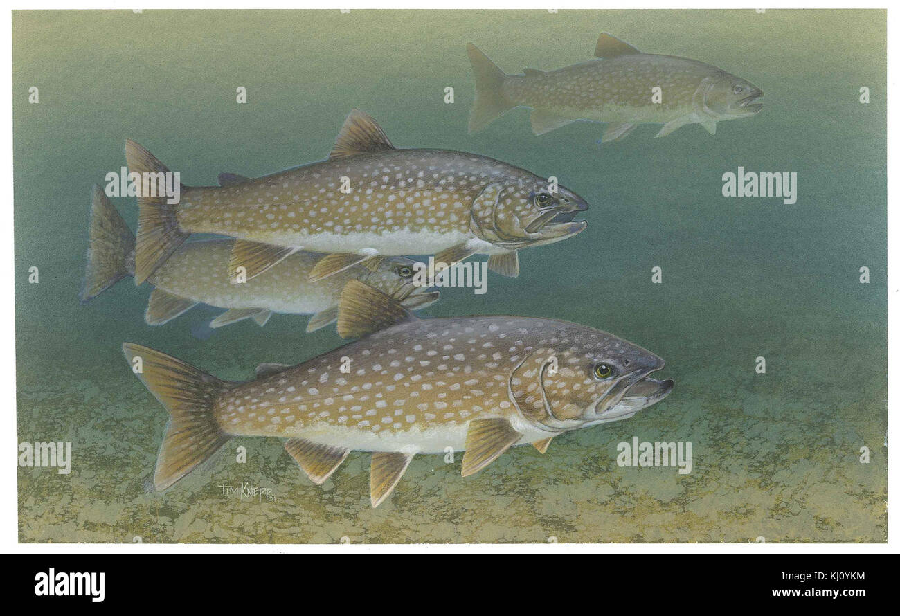 Trota di lago pesci Salvelinus namaycush Foto Stock