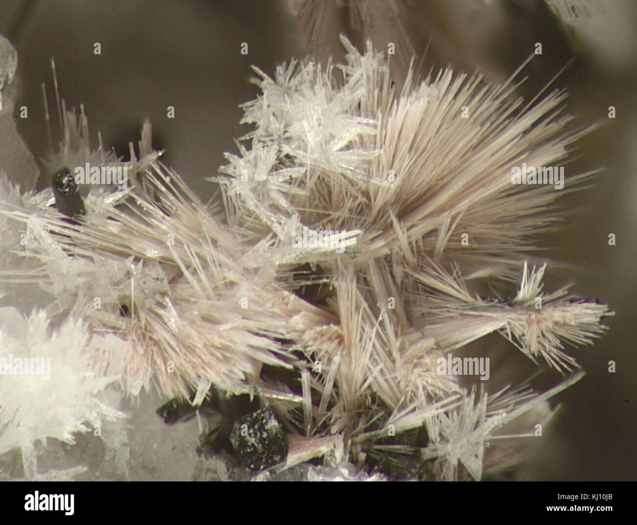 La Lorenzenite-176401 è un esemplare minerale, classificato sotto la mineralogia di elementi di terre rare, significativo per la sua struttura e composizione cristallina unica. Foto Stock
