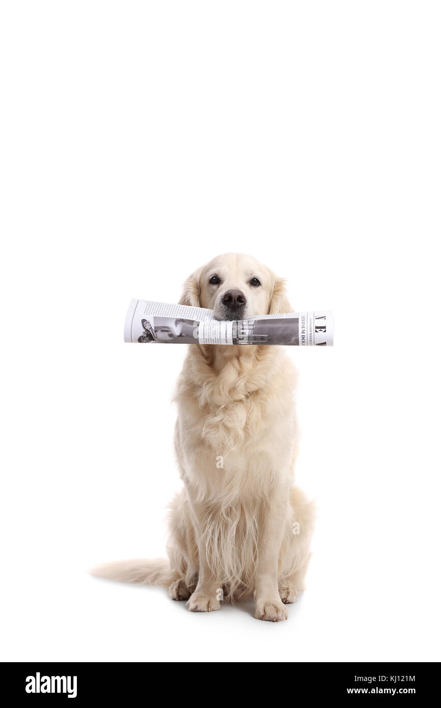 Il labrador retriever cane tenendo un quotidiano nella sua bocca isolati su sfondo bianco Foto Stock