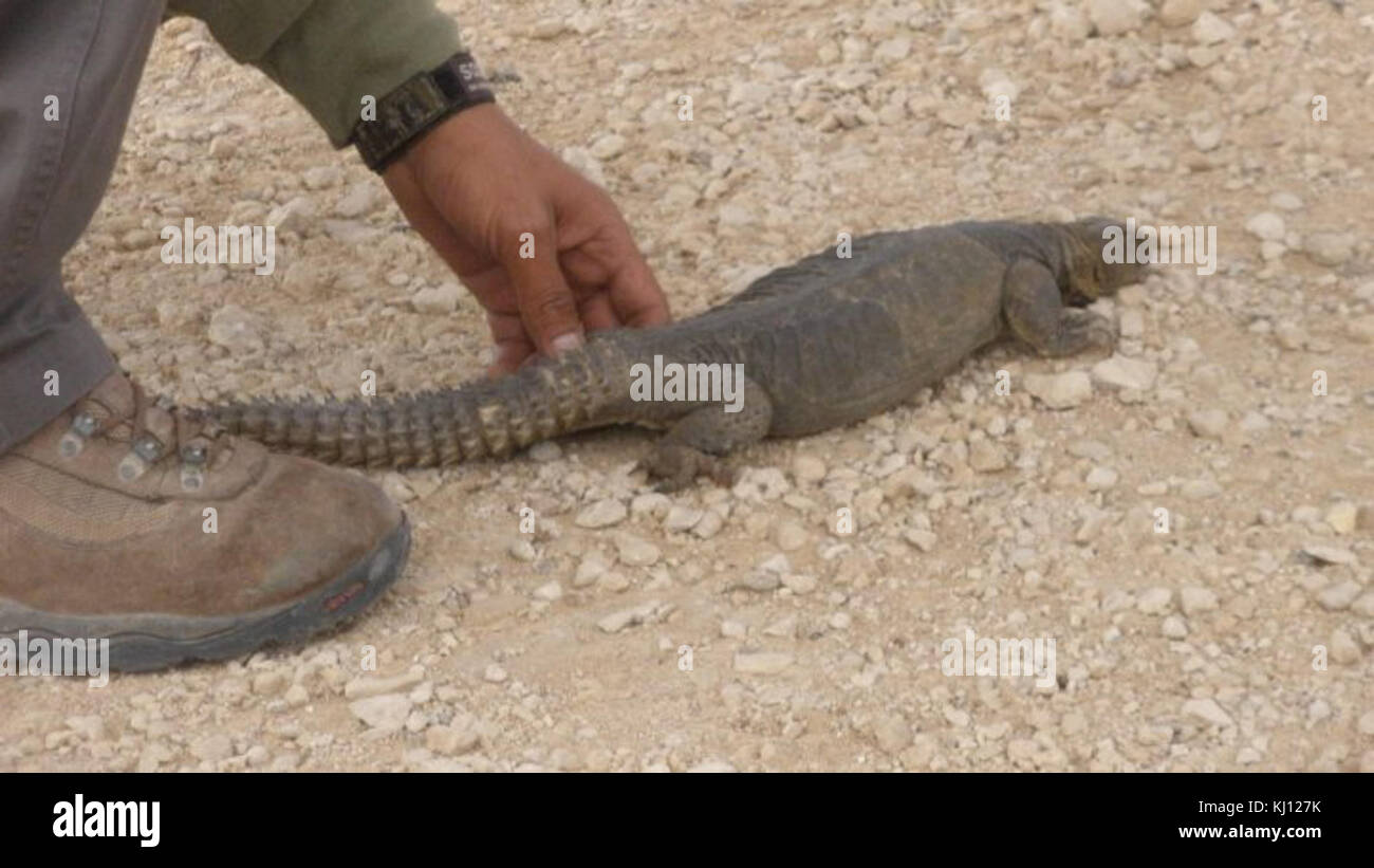 Questo documento presenta i rettili trovati a Nahal Tamar, una regione in Israele, che fornisce informazioni sulla diversità delle specie di rettili e sul loro significato ecologico nell'area. Foto Stock