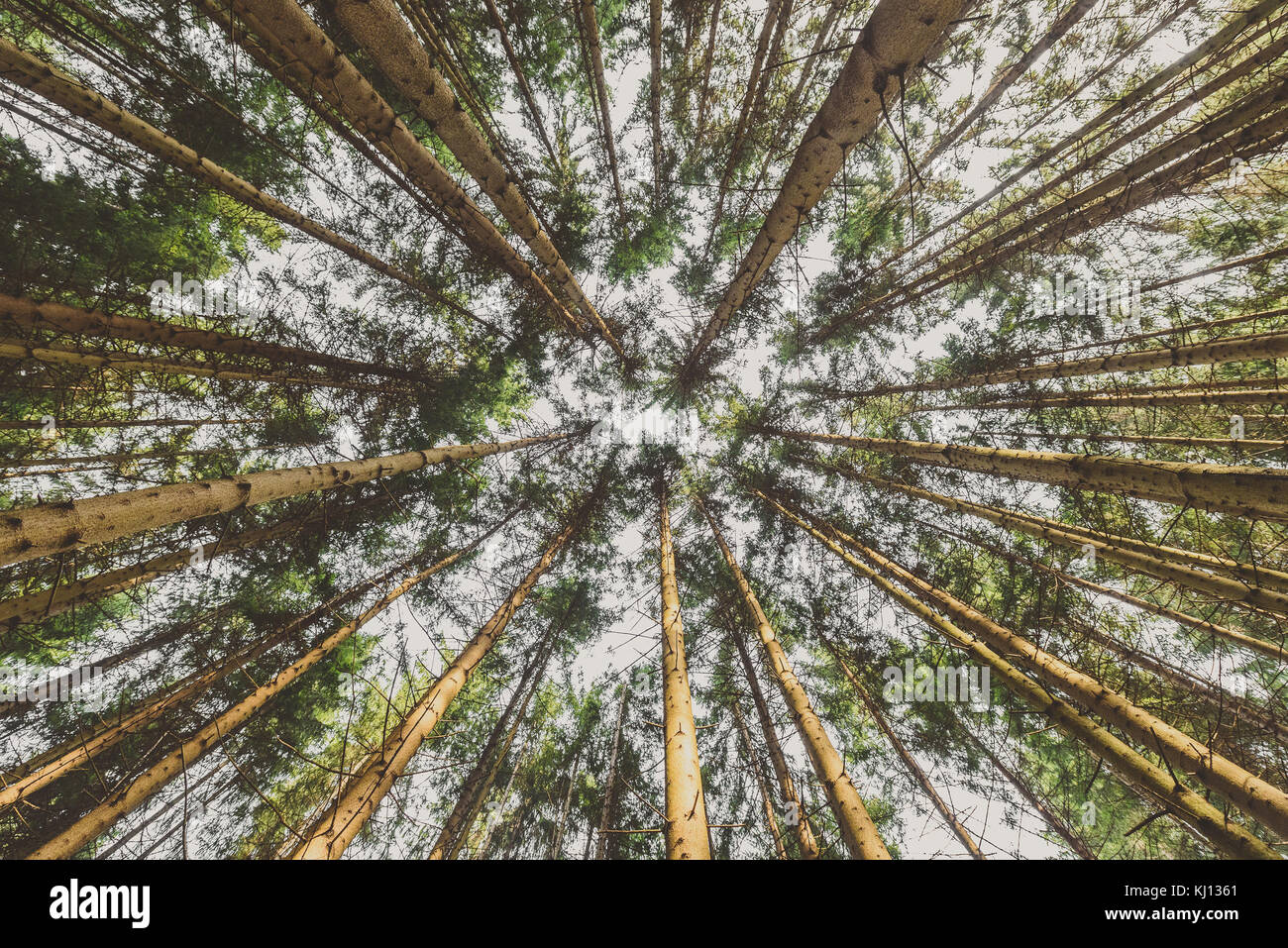 La ricerca di alberi di pino corone rami nei boschi o foresta. boschi della  Slovenia. vista dal basso ampio angolo foto di sfondo. cime di alberi da  terra vi Foto stock -