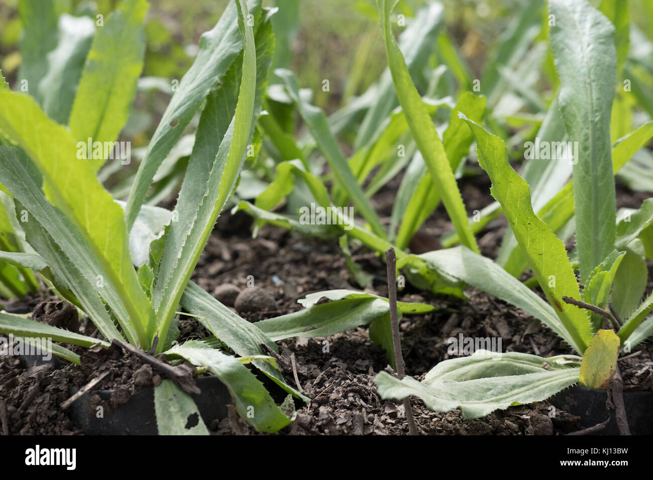 Fresca culantro organico, a denti di sega di coriandolo, prezzemolo in crescita su terreno in fattoria Foto Stock