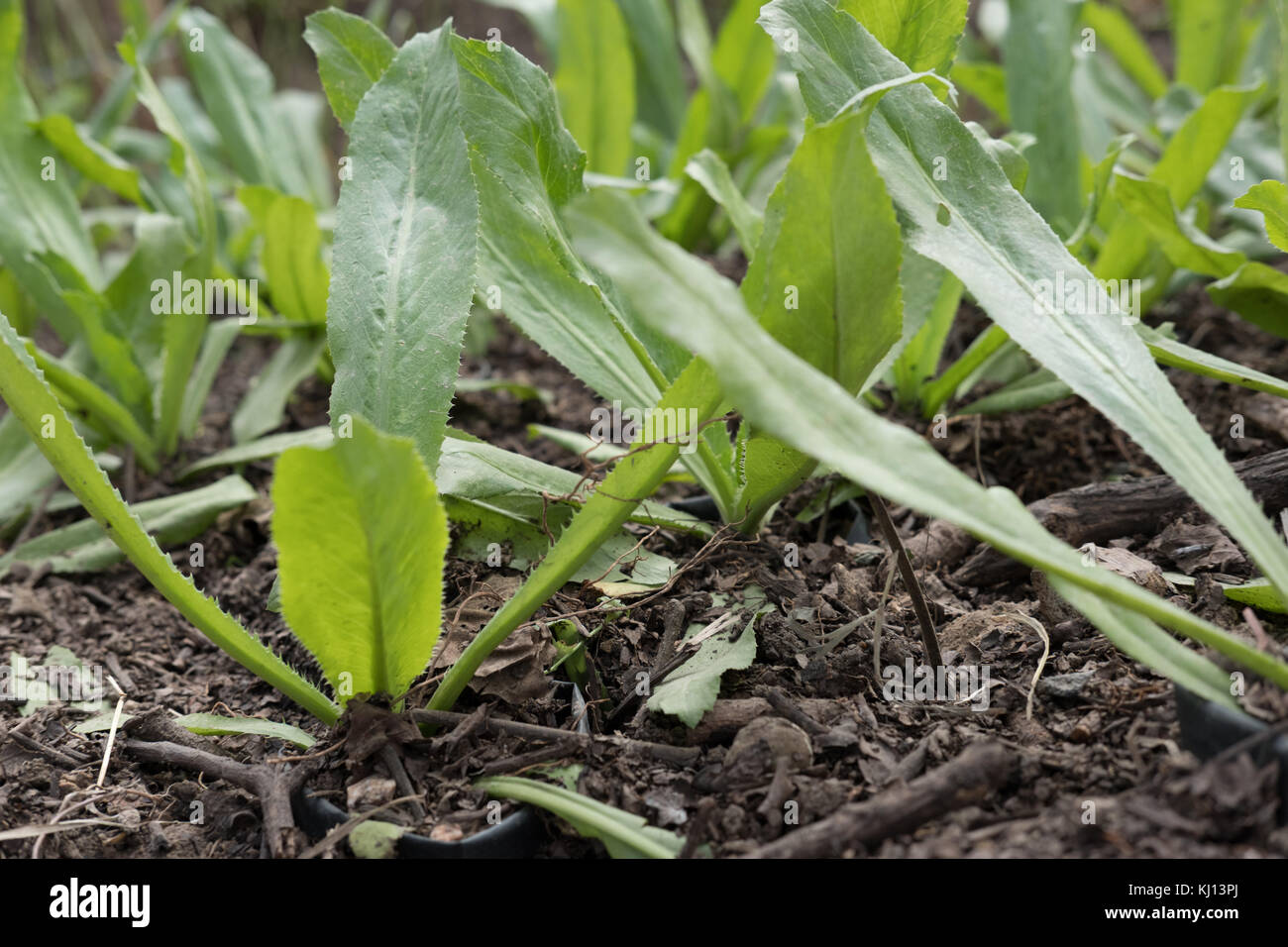 Fresca culantro organico, a denti di sega di coriandolo, prezzemolo in crescita su terreno in fattoria Foto Stock
