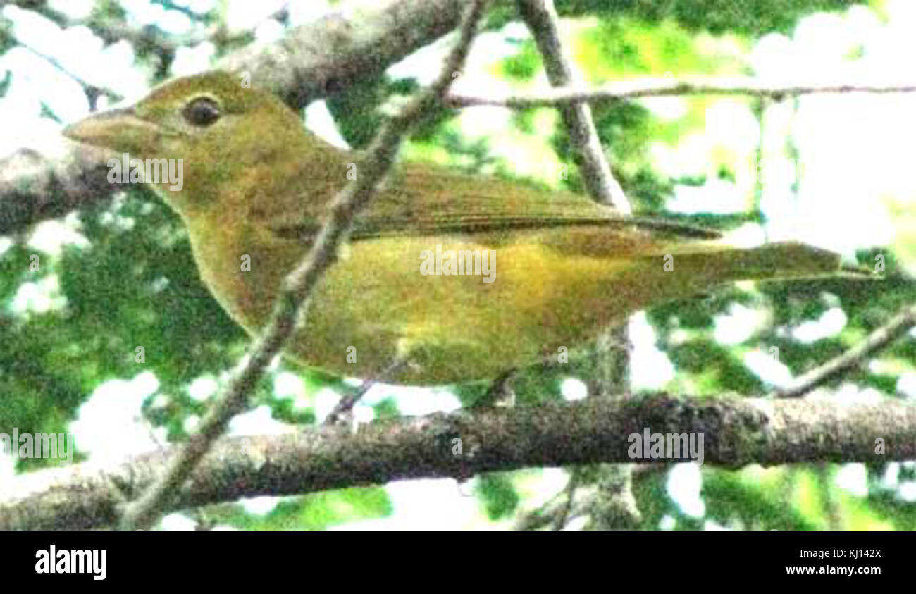 Estate tanager-dorati Foto Stock