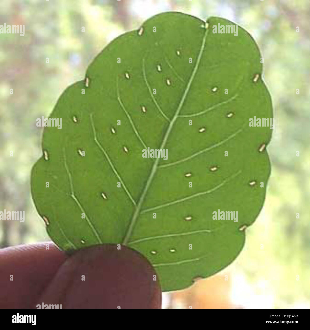 Tepegua-2-pressacavi Foto Stock