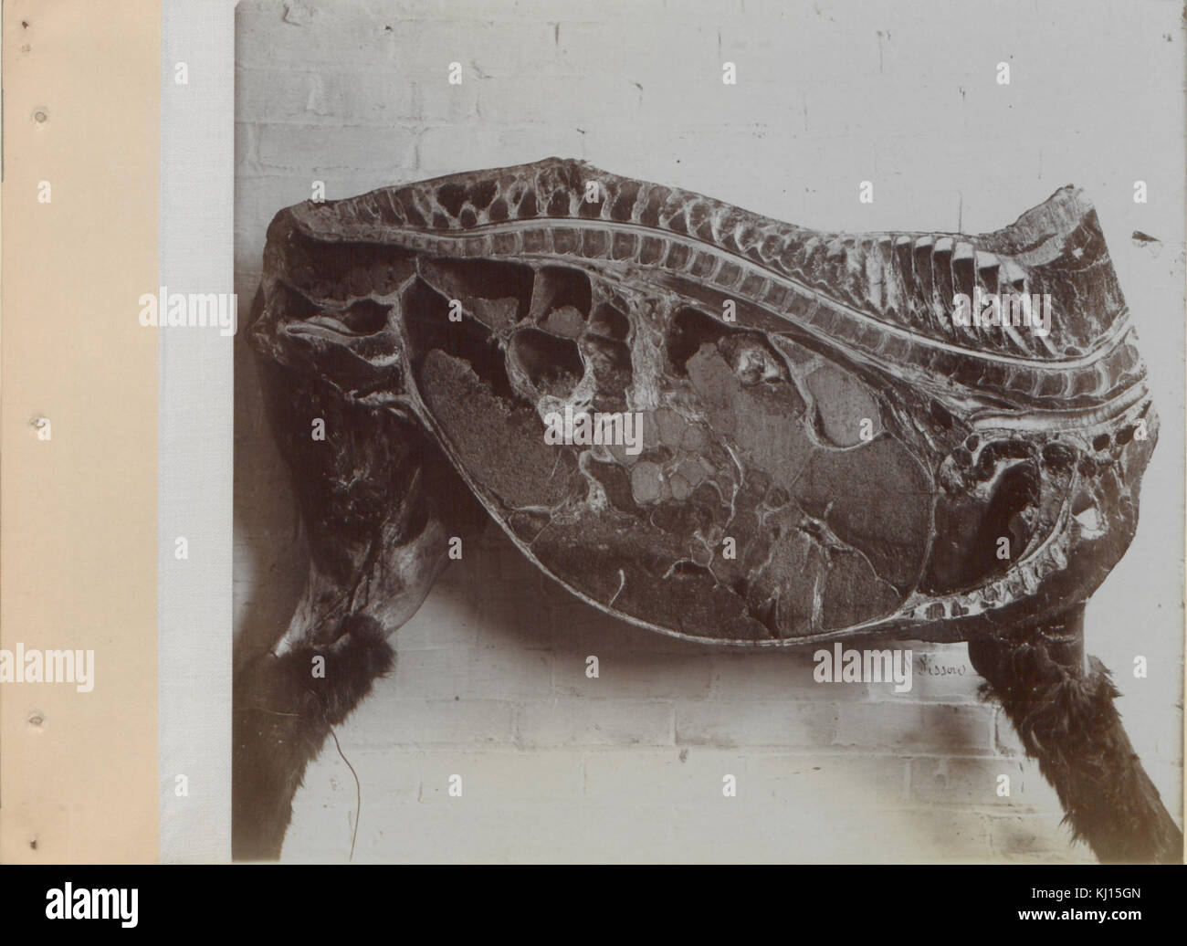 Una serie di fotografie che illustrano la anatomia del cavallo e cane mediante il metodo di preparazioni congelate e sezioni preparate da S Sisson di Toronto (HS85-10-9846-11) Foto Stock