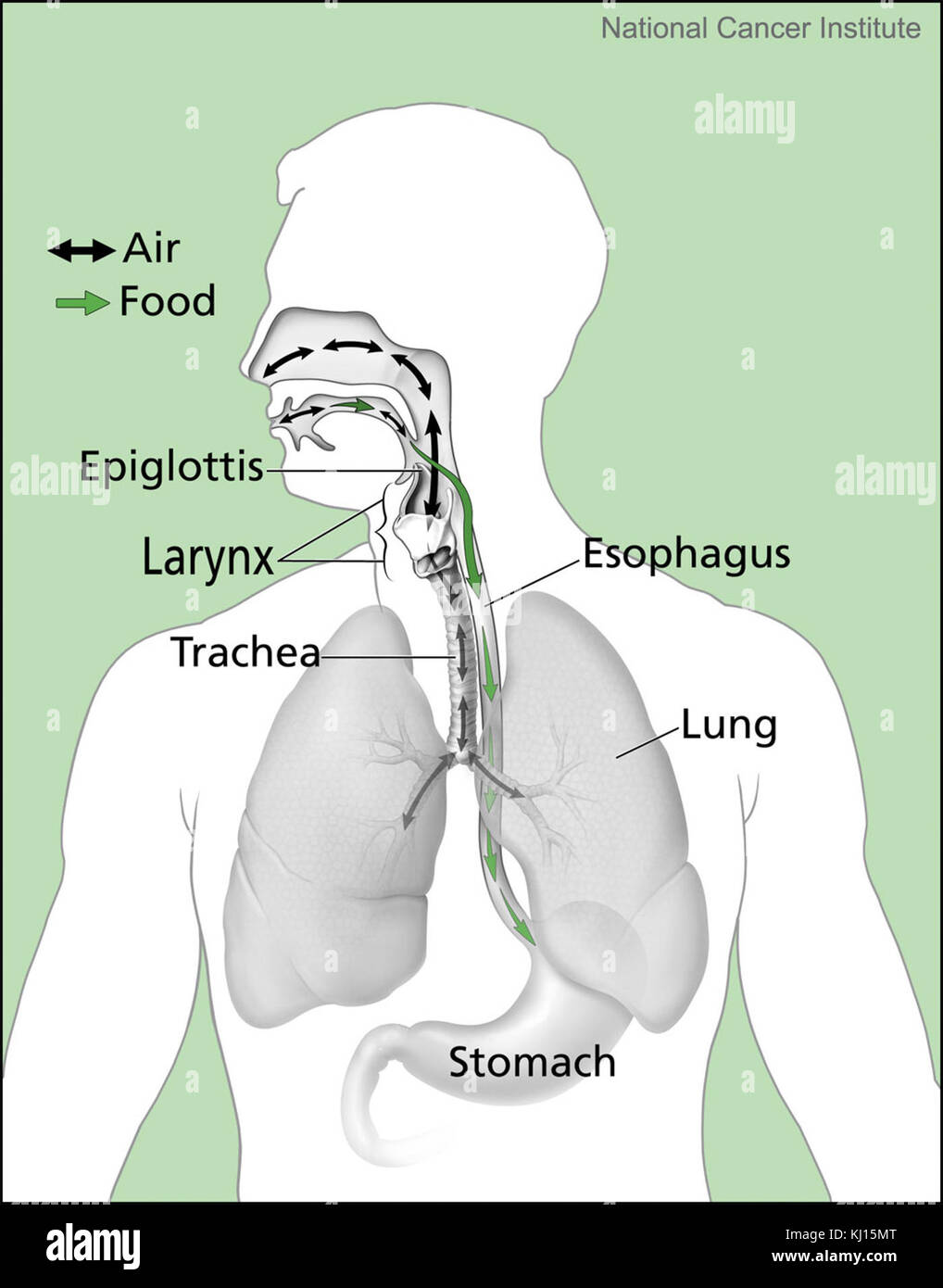 Questo argomento esplora i processi fisiologici delle vie dell'aria e del cibo nel corpo umano, evidenziando le funzioni del sistema respiratorio e digestivo. Foto Stock