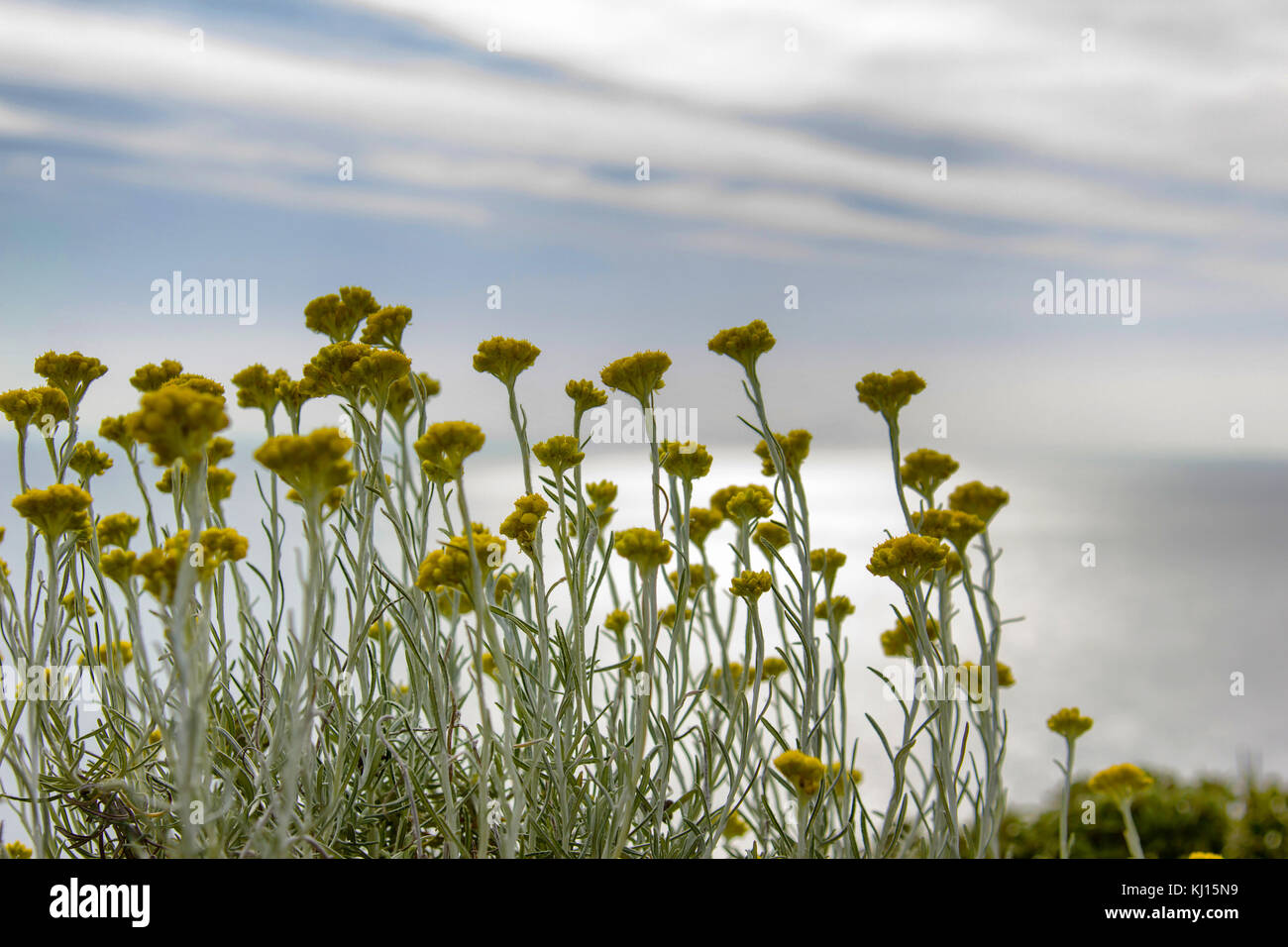 Primo piano di una rara bel fiore nella natura dell'isola greca Foto Stock