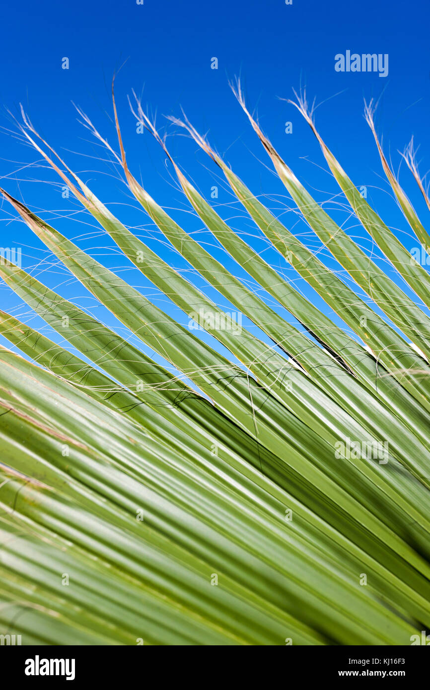 Primo piano di una struttura di Phoenix contro il cielo blu in una giornata di sole Foto Stock