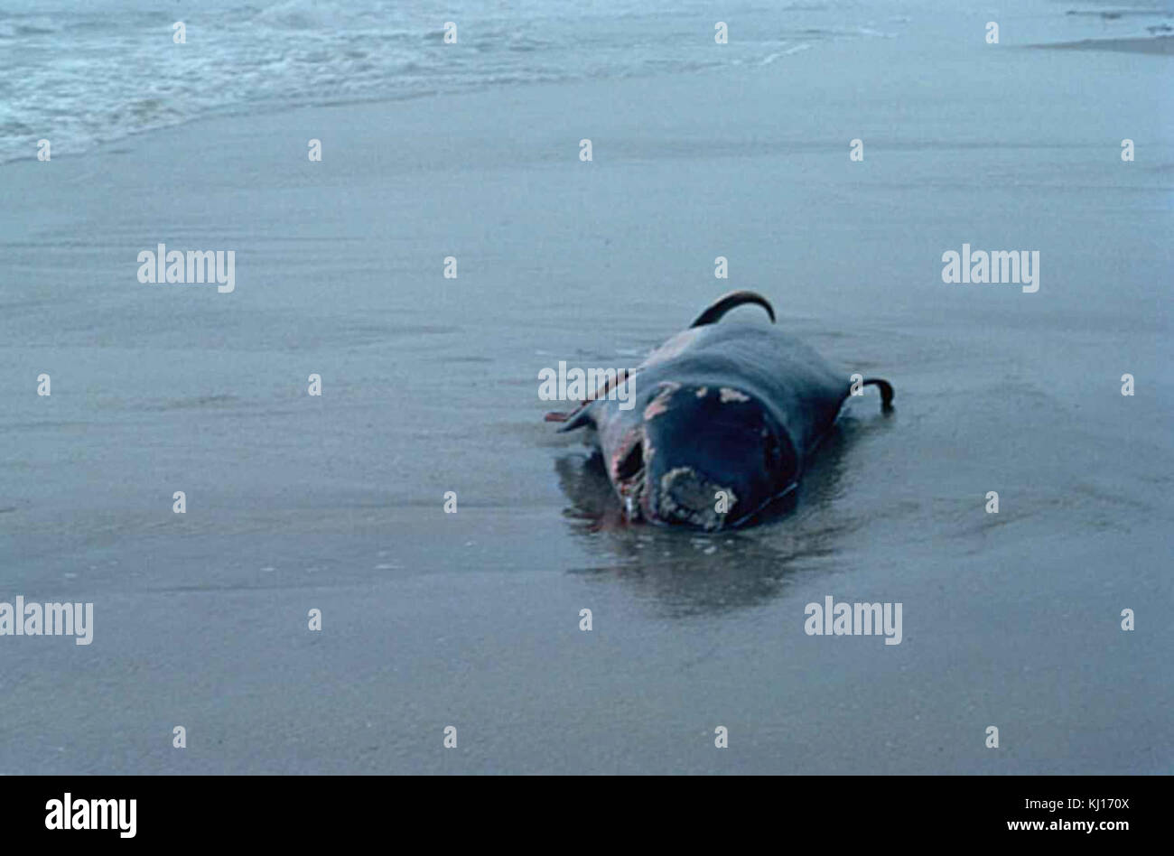 Mammifero marino pigmea capodoglio kogia breviceps spiaggiata Foto Stock