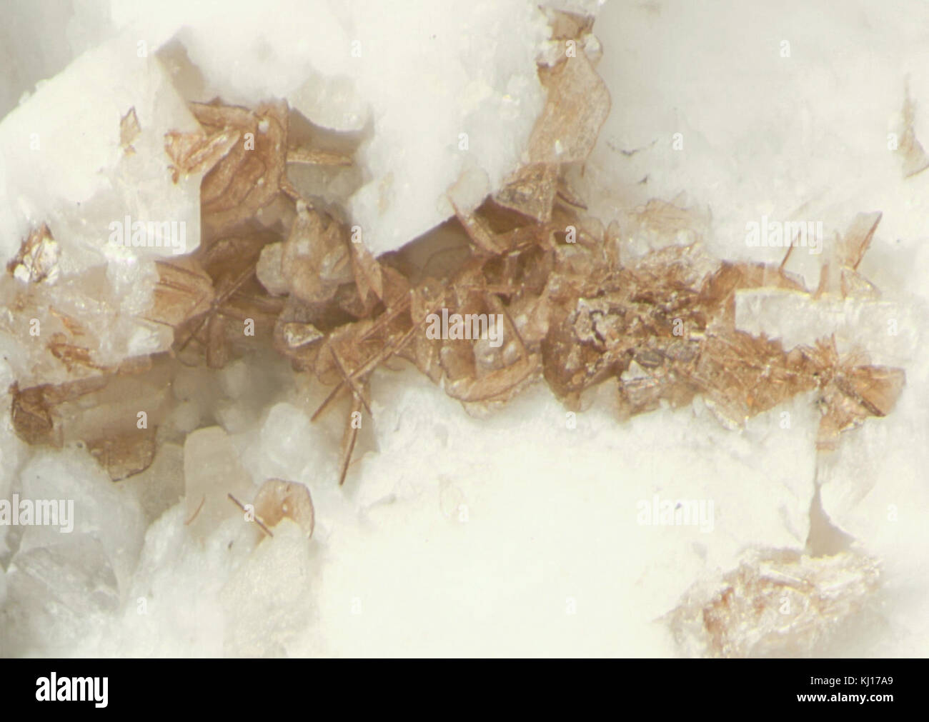 Cerite-(CE)2 è un minerale raro trovato nella cava di Poudrette a Mont Saint-Hilaire, Quebec. La cava è nota per la sua ricca varietà di esemplari minerali, in particolare gli elementi terrestri rari. Foto Stock