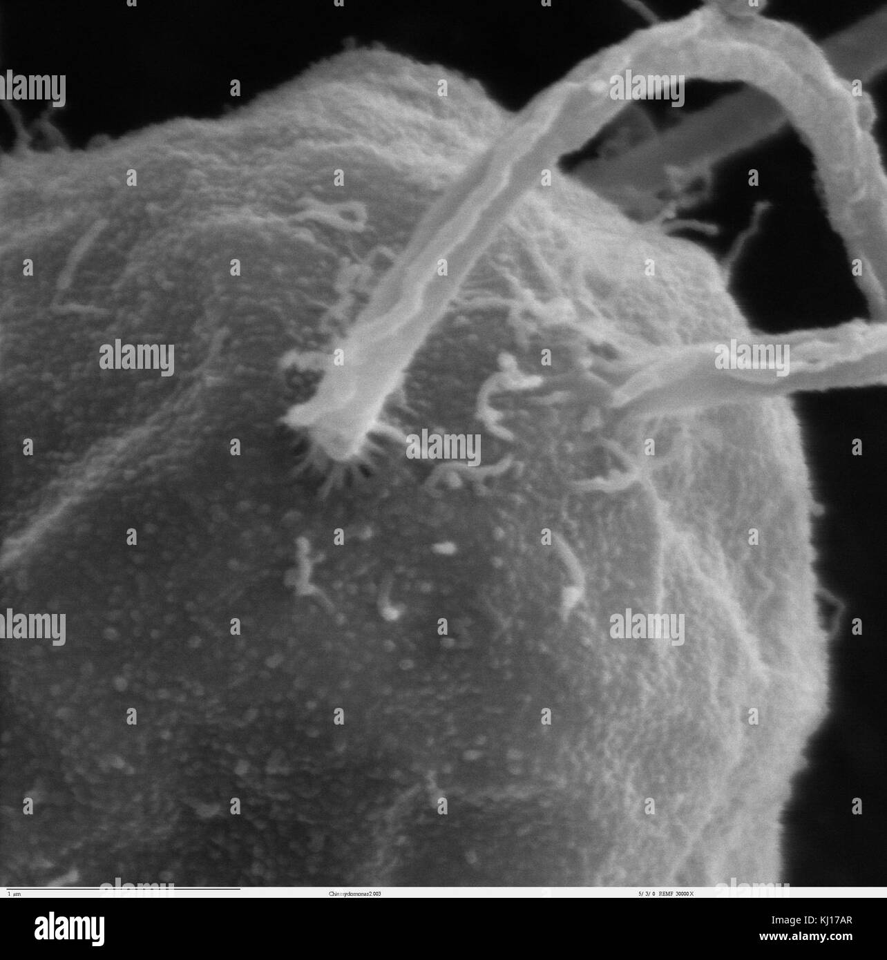 Chlamydomonas2-3 Foto Stock