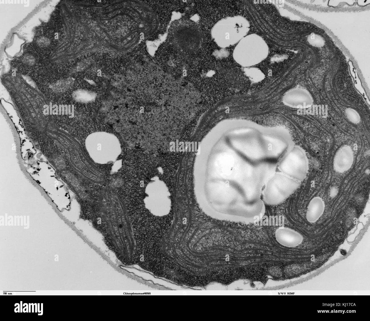 Un'immagine del microscopio elettronico di trasmissione (TEM) di Chlamydomonas, un genere di alghe verdi monocellari, che mette in evidenza la sua struttura cellulare e le sue caratteristiche. Foto Stock