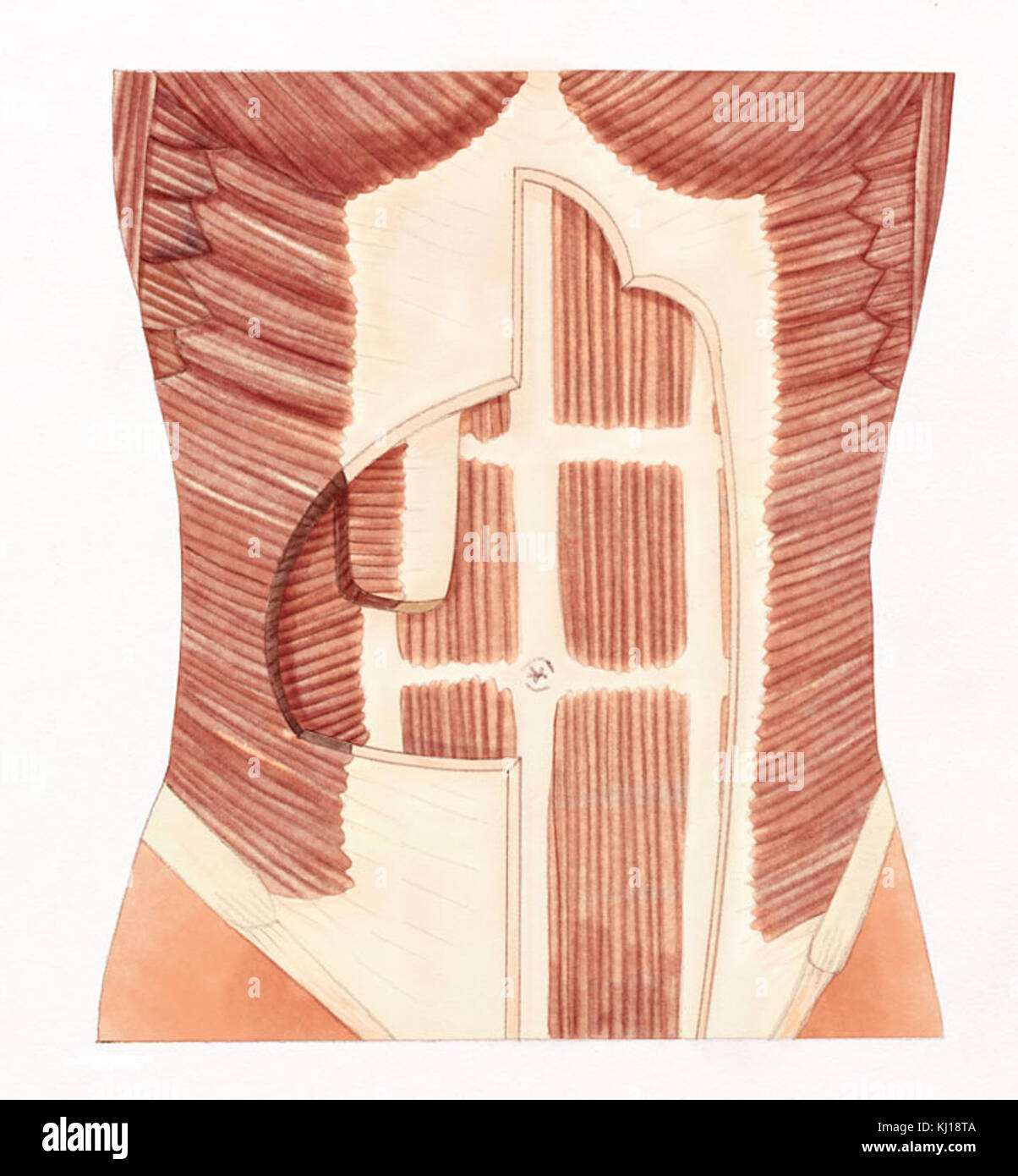 Flat-stomaco-muscoli Foto Stock