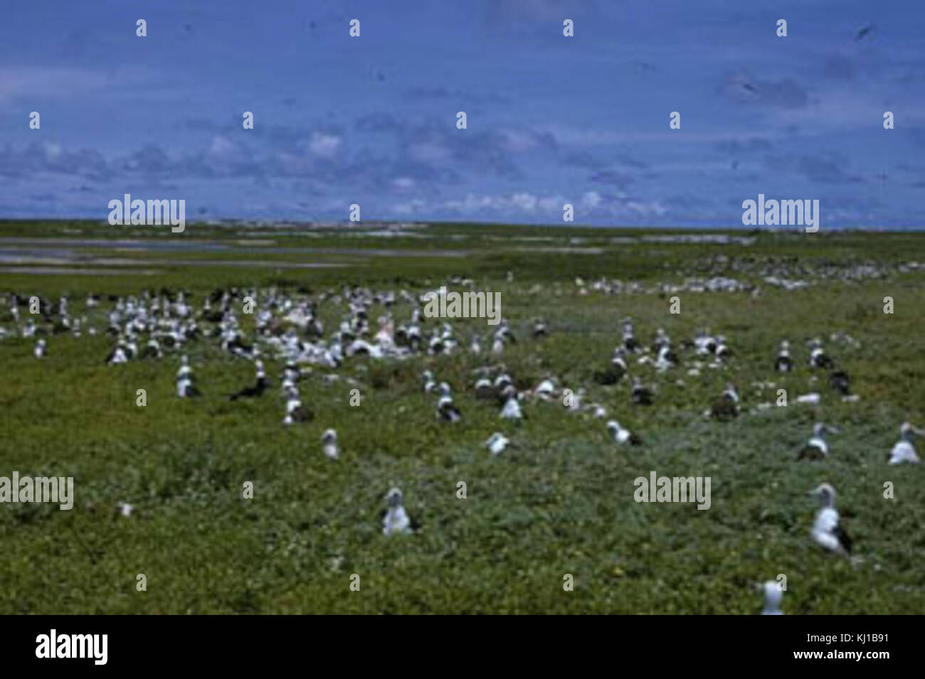 McKean BirdColony AKK Foto Stock