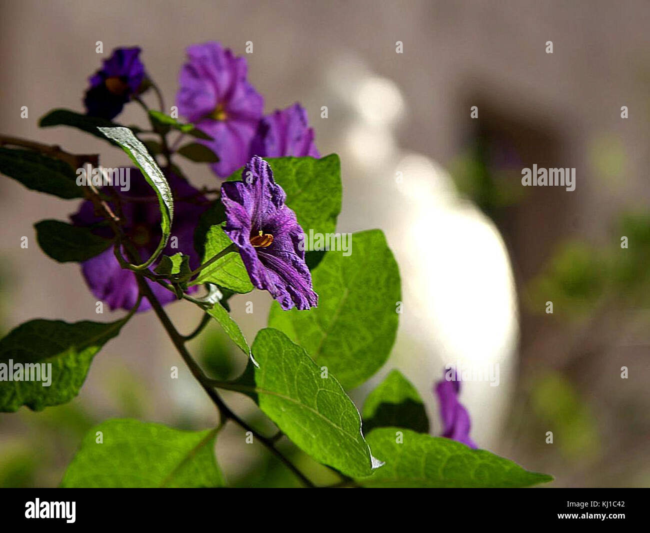 Nightshade fiori Foto Stock
