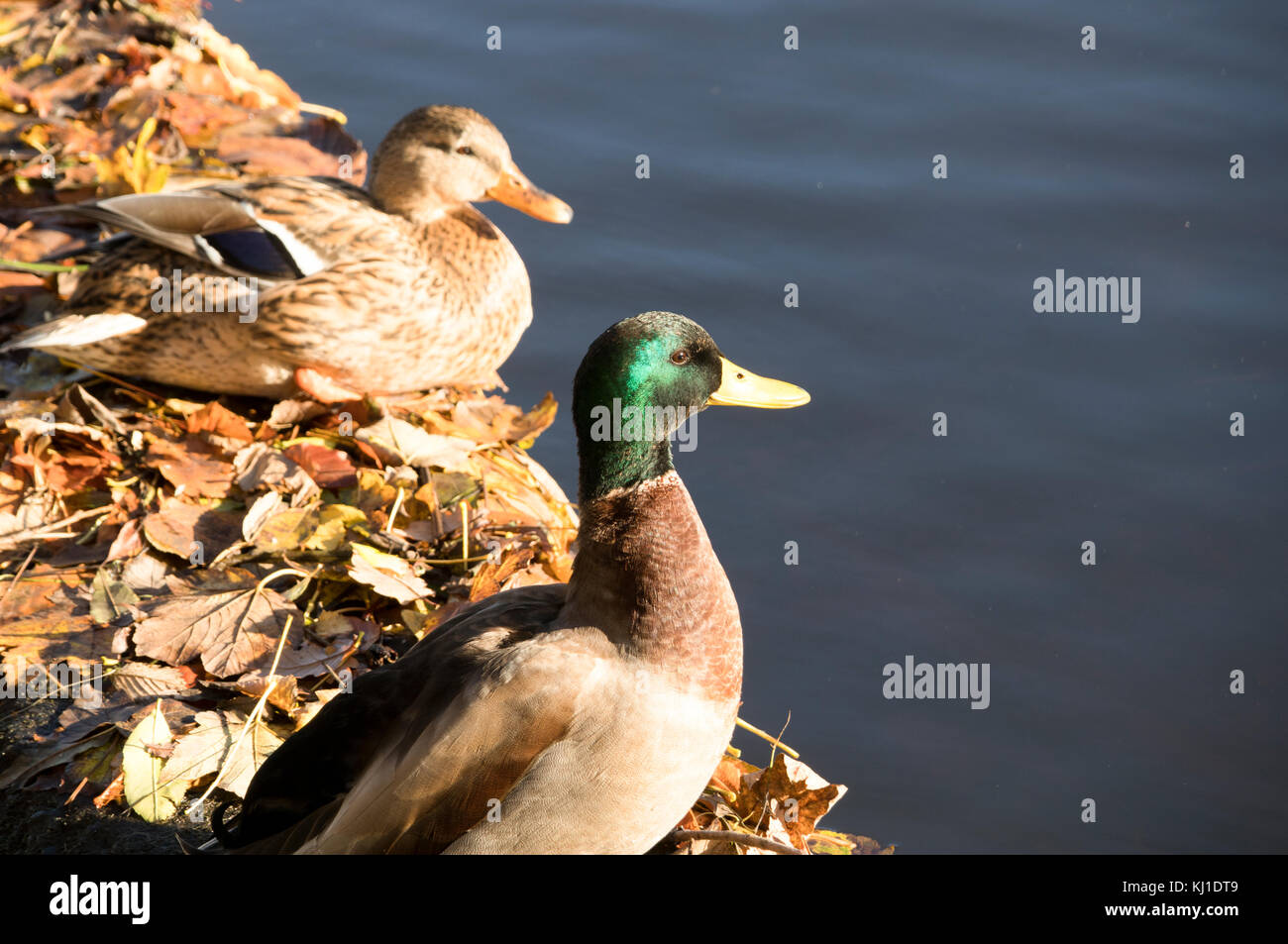 Le anatre bastarde dal fiume seduta di usura sulla caduta foglie Foto Stock