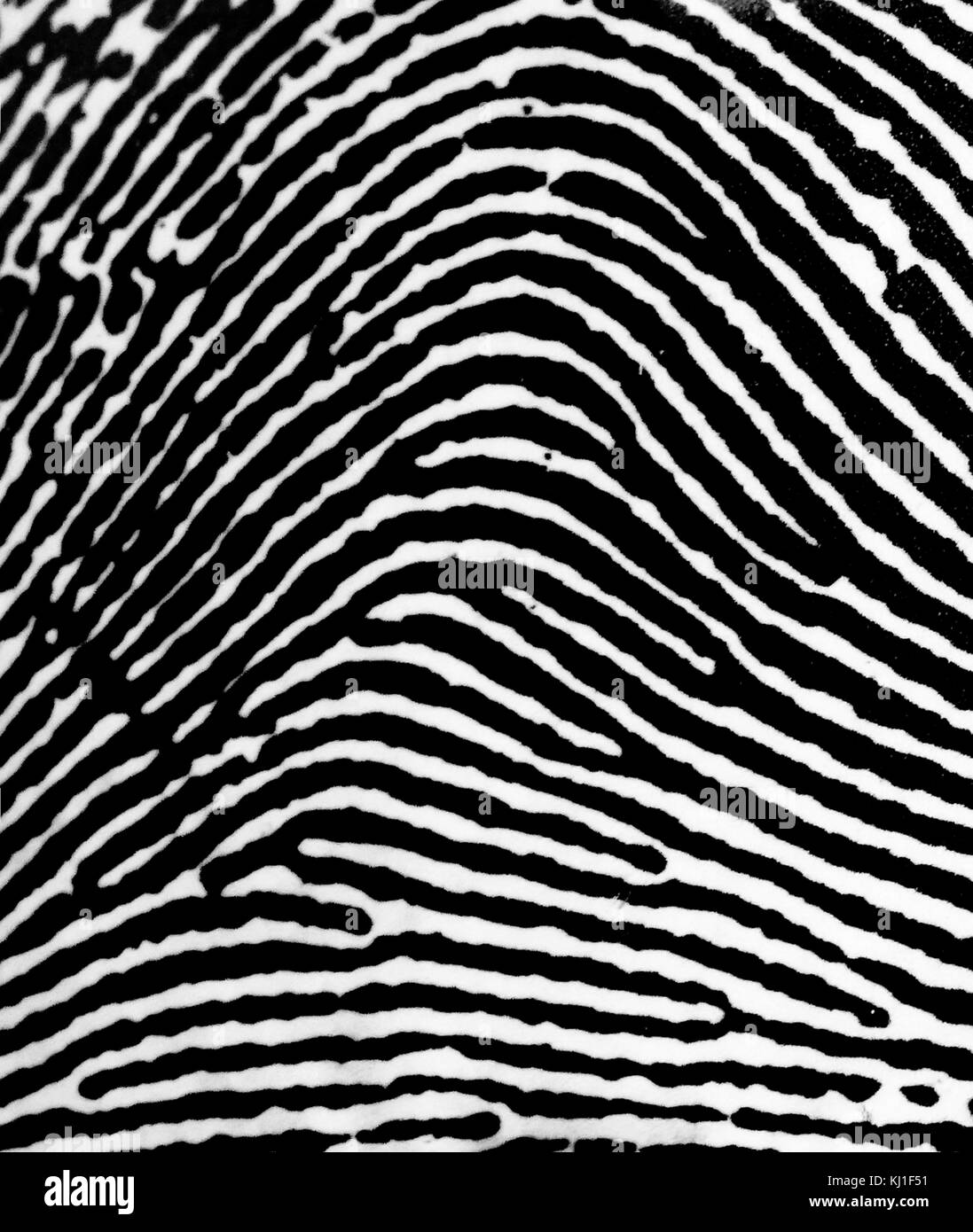 Un Loop impronta digitale. Le impronte digitali sono un'impressione lasciata dalle nervature di attrito di un dito umano. Il recupero delle impronte digitali da una scena del crimine è un importante metodo di scienze forensi. Foto Stock