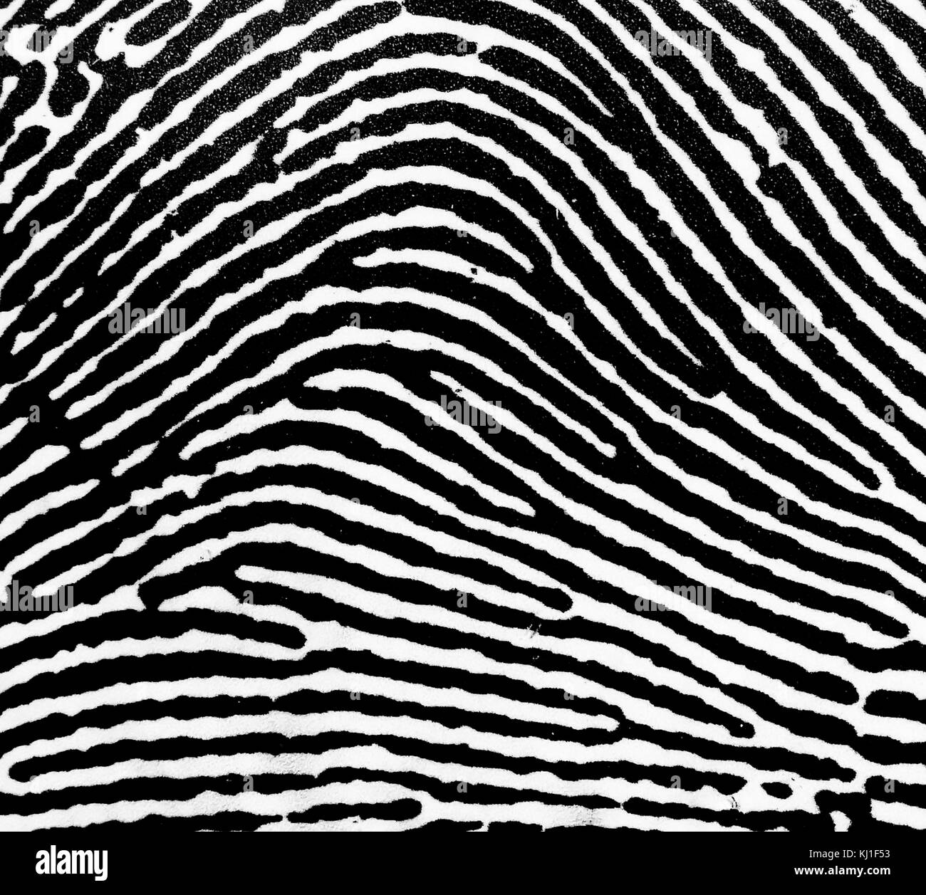 Un Loop impronta digitale. Le impronte digitali sono un'impressione lasciata dalle nervature di attrito di un dito umano. Il recupero delle impronte digitali da una scena del crimine è un importante metodo di scienze forensi. Foto Stock