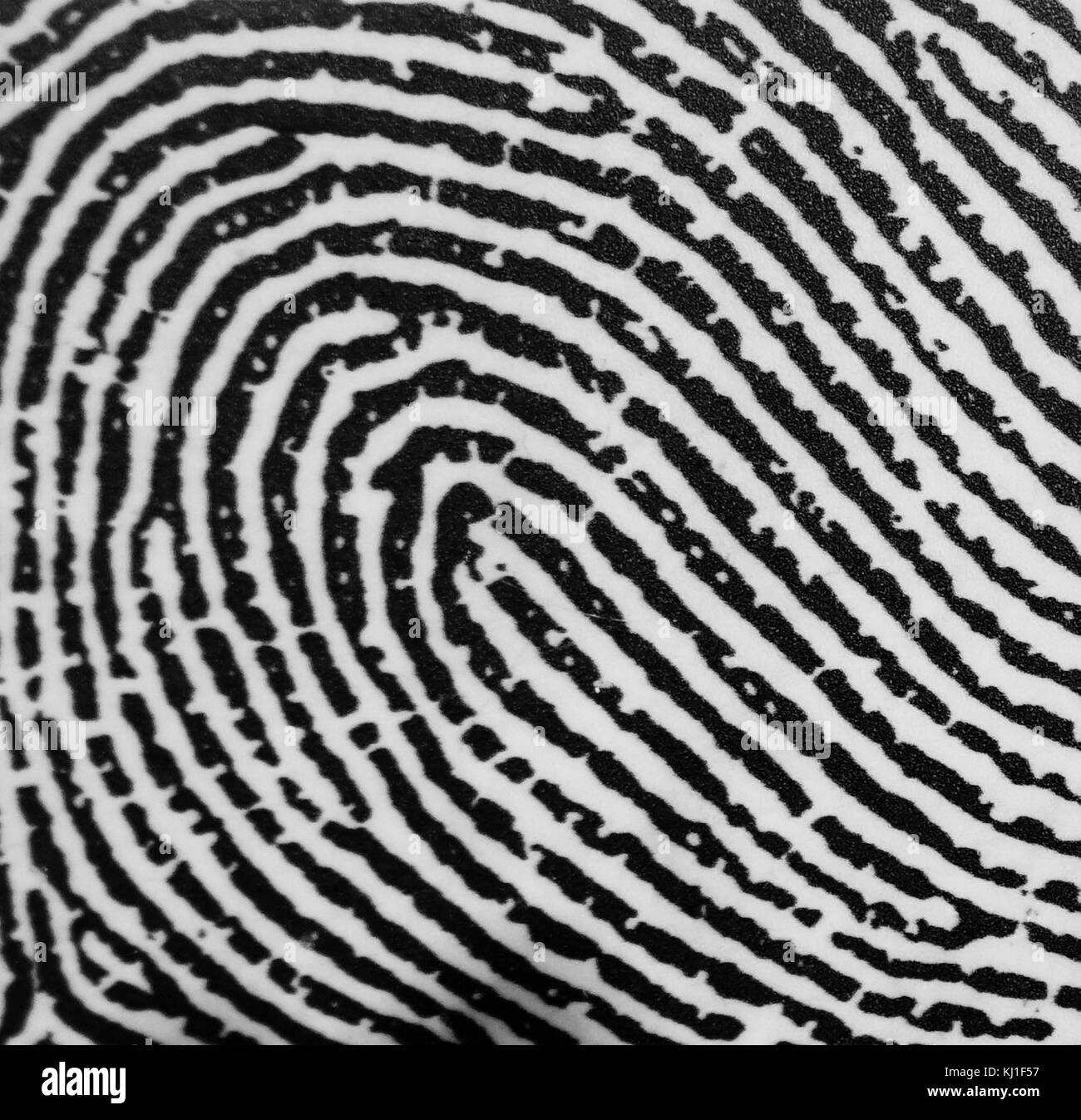 Un arco impronta digitale. Le impronte digitali sono un'impressione lasciata dalle nervature di attrito di un dito umano. Il recupero delle impronte digitali da una scena del crimine è un importante metodo di scienze forensi. Foto Stock