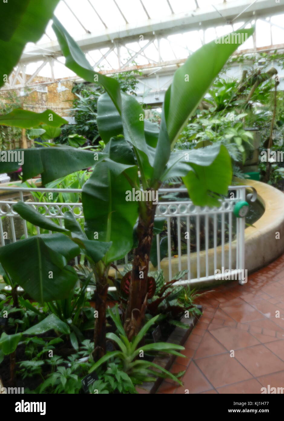 Piante di Banana dalle isole Canarie. La banana è un frutto commestibile - botanicamente berry, prodotta da vari tipi di grandi piante erbacee piante fiorite in genere Musa. In alcuni paesi, le banane utilizzati per la cottura può essere chiamato le banane da cuocere, in contrasto con il dessert banane. Il frutto è di dimensione variabile, il colore e la fermezza, ma di solito è allungata ed arcuata con soft carne ricchi di amido Foto Stock