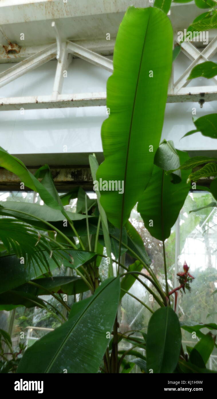 Piante di Banana dalle isole Canarie. La banana è un frutto commestibile - botanicamente berry, prodotta da vari tipi di grandi piante erbacee piante fiorite in genere Musa. In alcuni paesi, le banane utilizzati per la cottura può essere chiamato le banane da cuocere, in contrasto con il dessert banane. Il frutto è di dimensione variabile, il colore e la fermezza, ma di solito è allungata ed arcuata con soft carne ricchi di amido Foto Stock