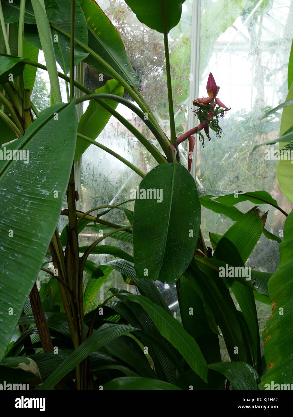 Piante di Banana dalle isole Canarie. La banana è un frutto commestibile - botanicamente berry, prodotta da vari tipi di grandi piante erbacee piante fiorite in genere Musa. In alcuni paesi, le banane utilizzati per la cottura può essere chiamato le banane da cuocere, in contrasto con il dessert banane. Il frutto è di dimensione variabile, il colore e la fermezza, ma di solito è allungata ed arcuata con soft carne ricchi di amido Foto Stock