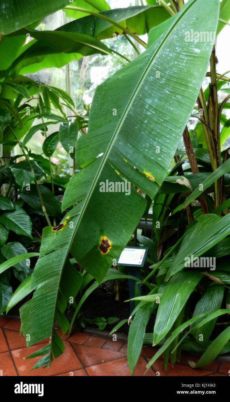 Piante di Banana dalle isole Canarie. La banana è un frutto commestibile - botanicamente berry, prodotta da vari tipi di grandi piante erbacee piante fiorite in genere Musa. In alcuni paesi, le banane utilizzati per la cottura può essere chiamato le banane da cuocere, in contrasto con il dessert banane. Il frutto è di dimensione variabile, il colore e la fermezza, ma di solito è allungata ed arcuata con soft carne ricchi di amido Foto Stock