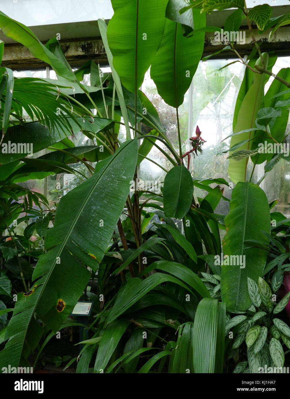 Piante di Banana dalle isole Canarie. La banana è un frutto commestibile - botanicamente berry, prodotta da vari tipi di grandi piante erbacee piante fiorite in genere Musa. In alcuni paesi, le banane utilizzati per la cottura può essere chiamato le banane da cuocere, in contrasto con il dessert banane. Il frutto è di dimensione variabile, il colore e la fermezza, ma di solito è allungata ed arcuata con soft carne ricchi di amido Foto Stock