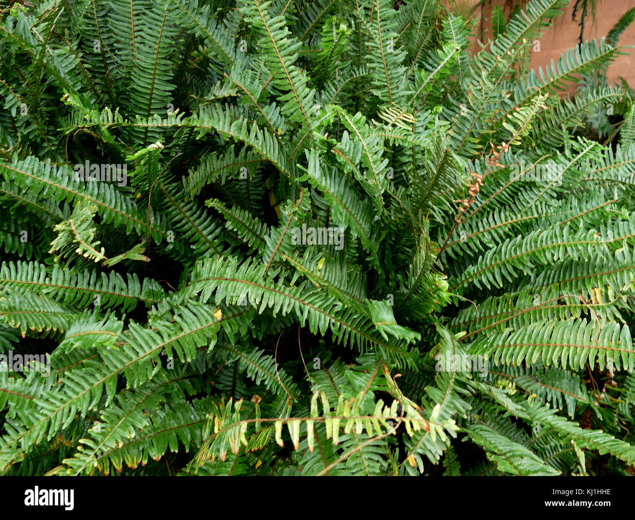 Una felce è un membro di un gruppo di circa 10,560 noto extant specie di piante vascolari che si riproducono tramite spore e non hanno né semi né fiori. Essi differiscono da muschi essendo vascular Foto Stock
