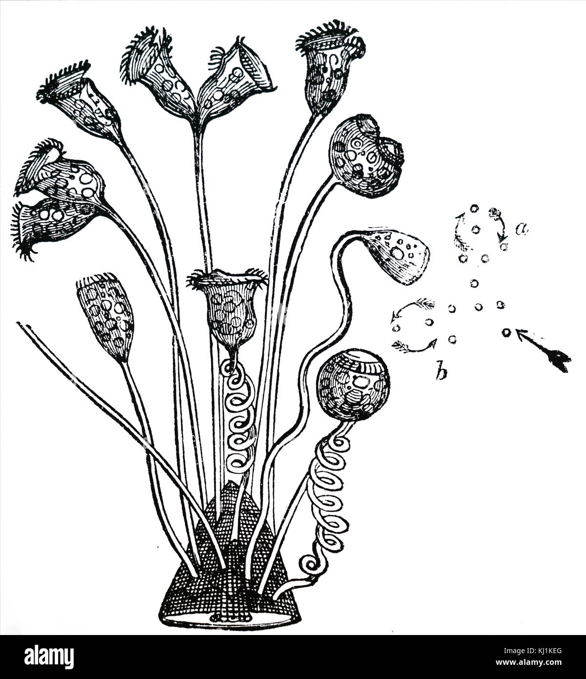 Incisione raffigurante vorticelle's. Vorticelle è un genere di ciliati che ha una levetta di attacco contenente myonemes contrattile, che tirare il corpo della cella contro substrati. Datata del XIX secolo Foto Stock