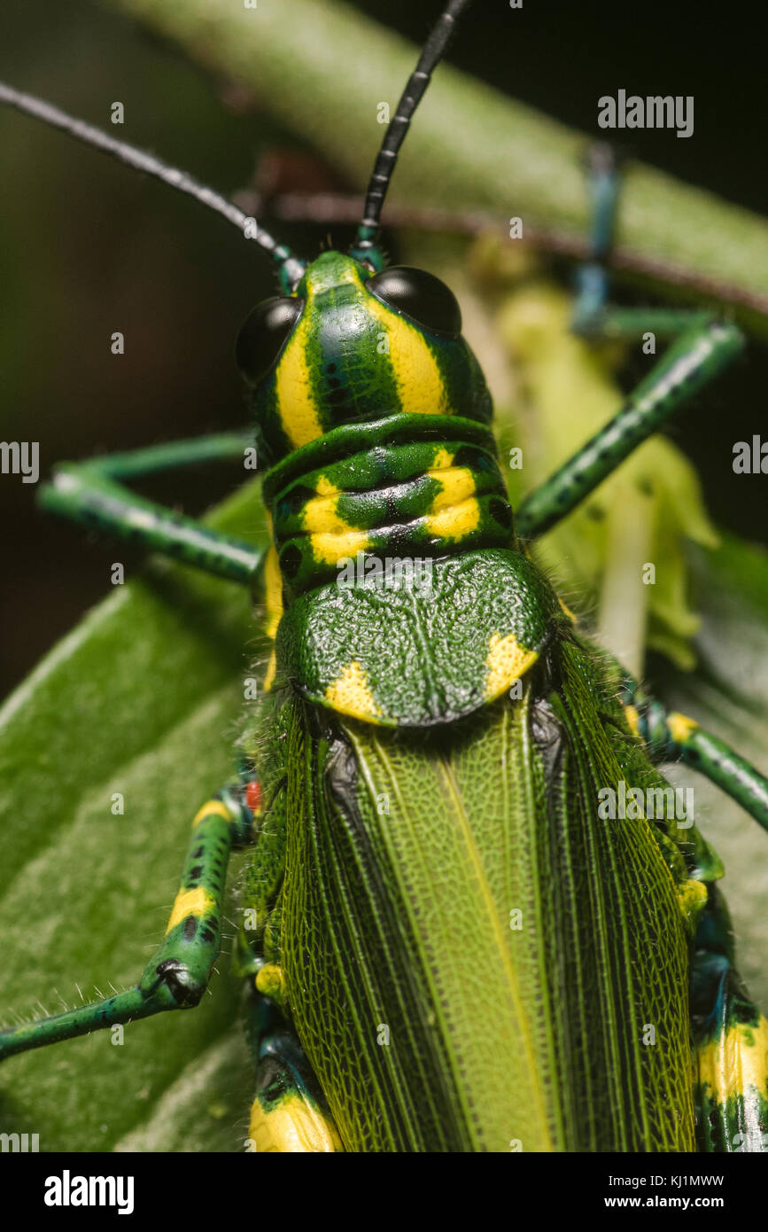 Una grande e colorata luminosamente grasshopper dalla giungla in Perù. I suoi colori luminosi potrebbero servire come un avvertimento per i predatori che è tossico. Foto Stock