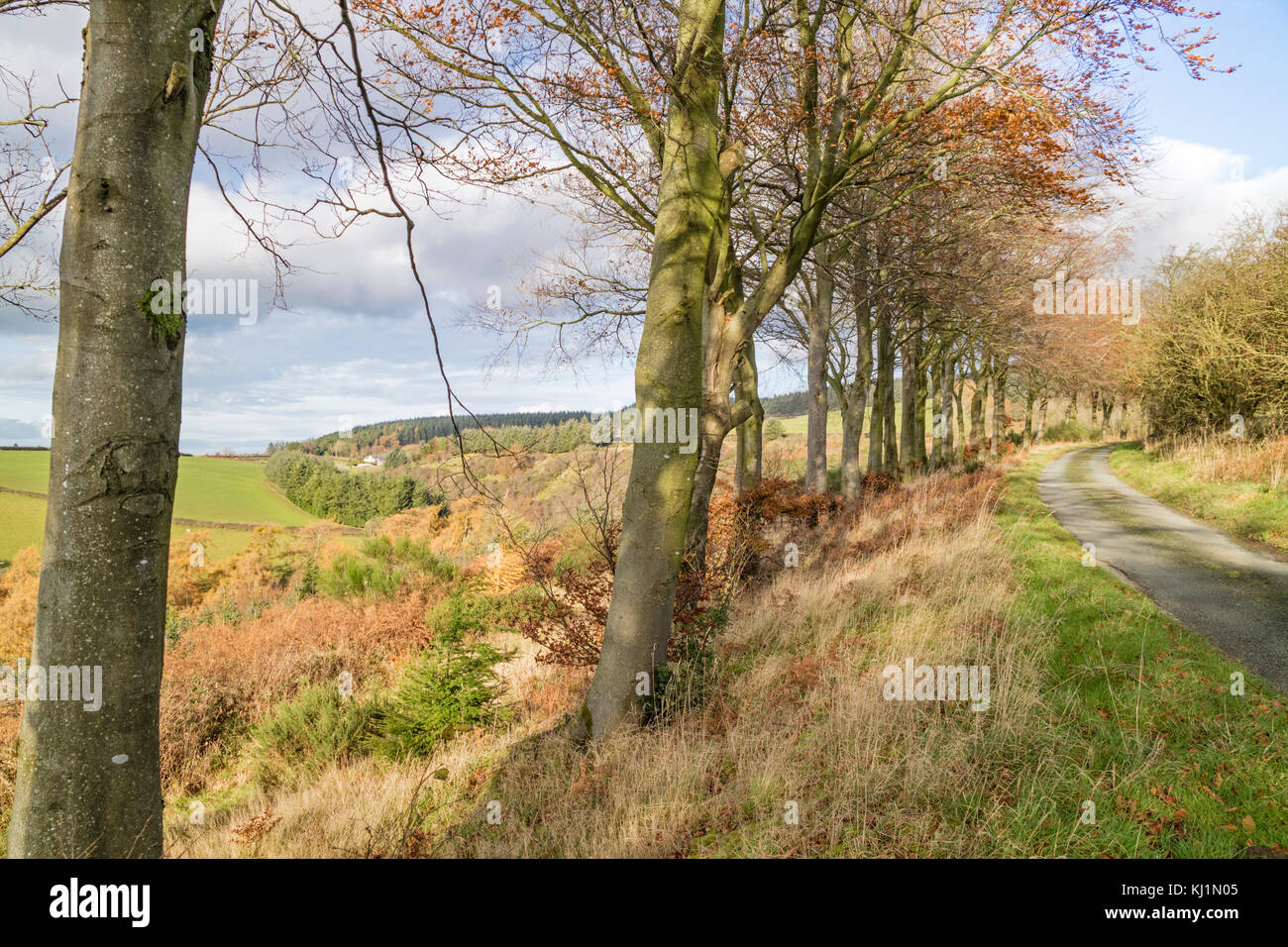 Confine gallese paese vicino al piccolo abitato rurale di Clun, Shropshire, Inghilterra, Regno Unito Foto Stock