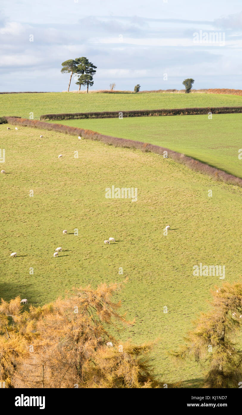 Confine gallese paese vicino al piccolo abitato rurale di Clun, Shropshire, Inghilterra, Regno Unito Foto Stock