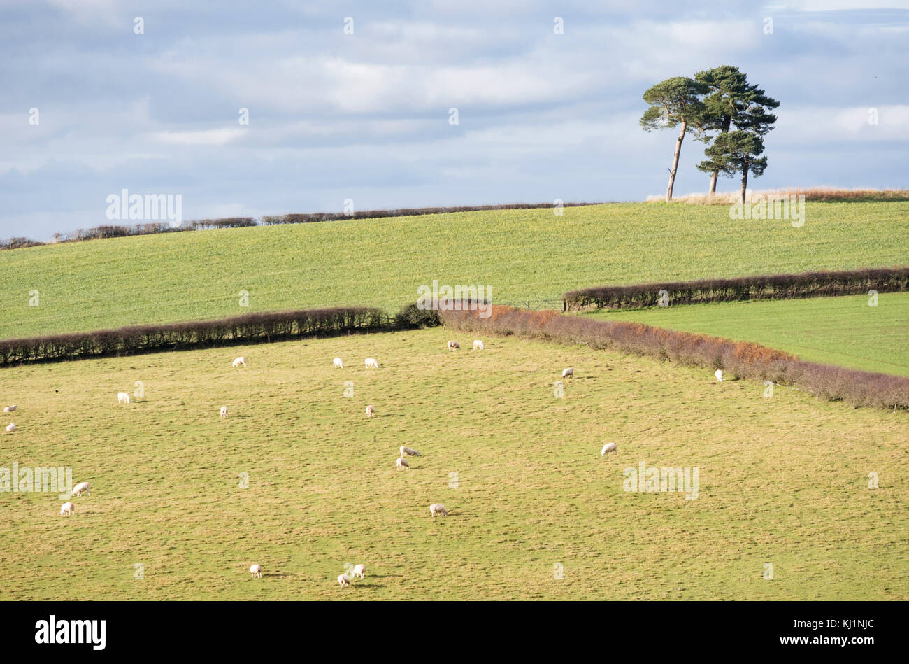 Confine gallese paese vicino al piccolo abitato rurale di Clun, Shropshire, Inghilterra, Regno Unito Foto Stock