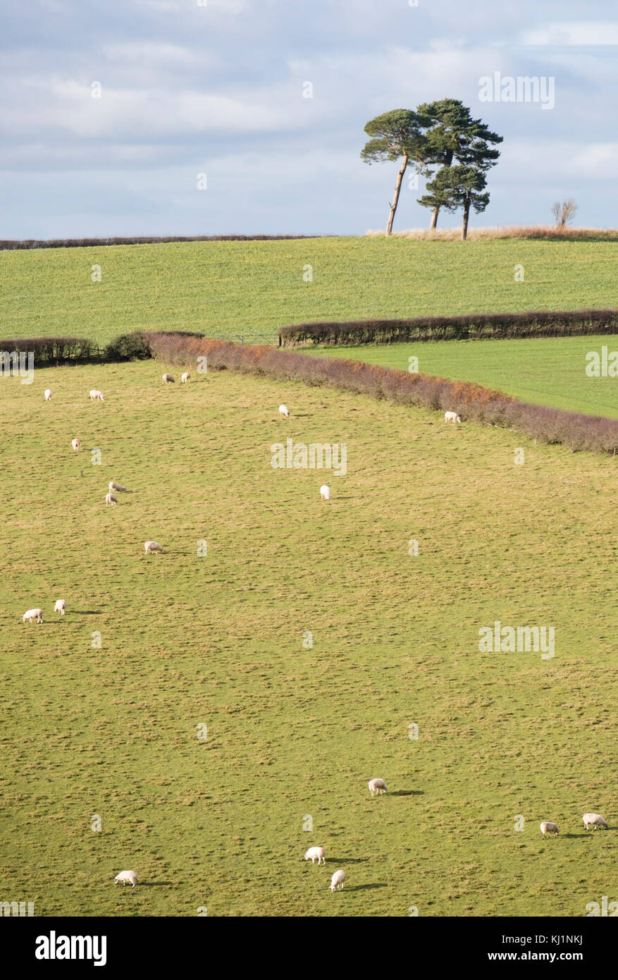 Confine gallese paese vicino al piccolo abitato rurale di Clun, Shropshire, Inghilterra, Regno Unito Foto Stock
