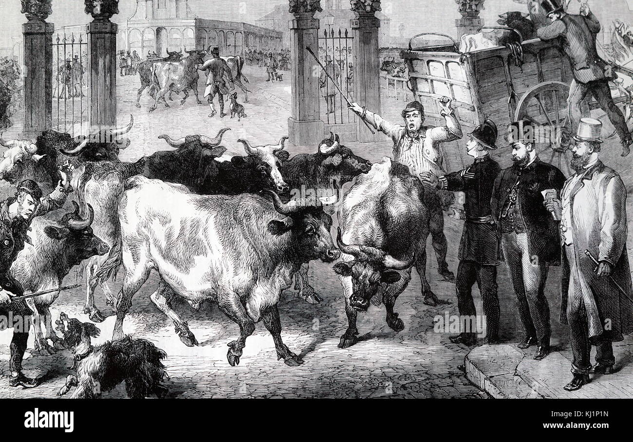 Incisione raffigurante l'ispezione del bestiame al Metropolitan mercato del bestiame a Londra, durante l'epidemia di peste bovina (Peste bovina). Datata del XIX secolo Foto Stock