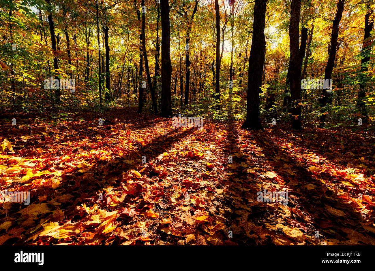 Foglie di autunno in un bosco nella città di Québec, Canada Foto Stock