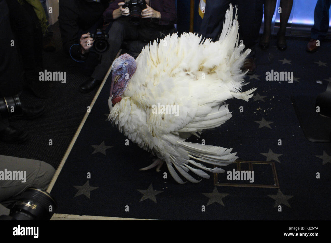 Washington, District of Columbia, USA. 21 novembre 2017. Wishbone, uno dei due tacchini in corsa per essere ufficialmente perdonato come la Turchia del Ringraziamento Nazionale, ha incontrato la stampa nella sala riunioni della Casa Bianca la mattina della cerimonia di grazia. Crediti: Evan Golub/ZUMA Wire/Alamy Live News Foto Stock