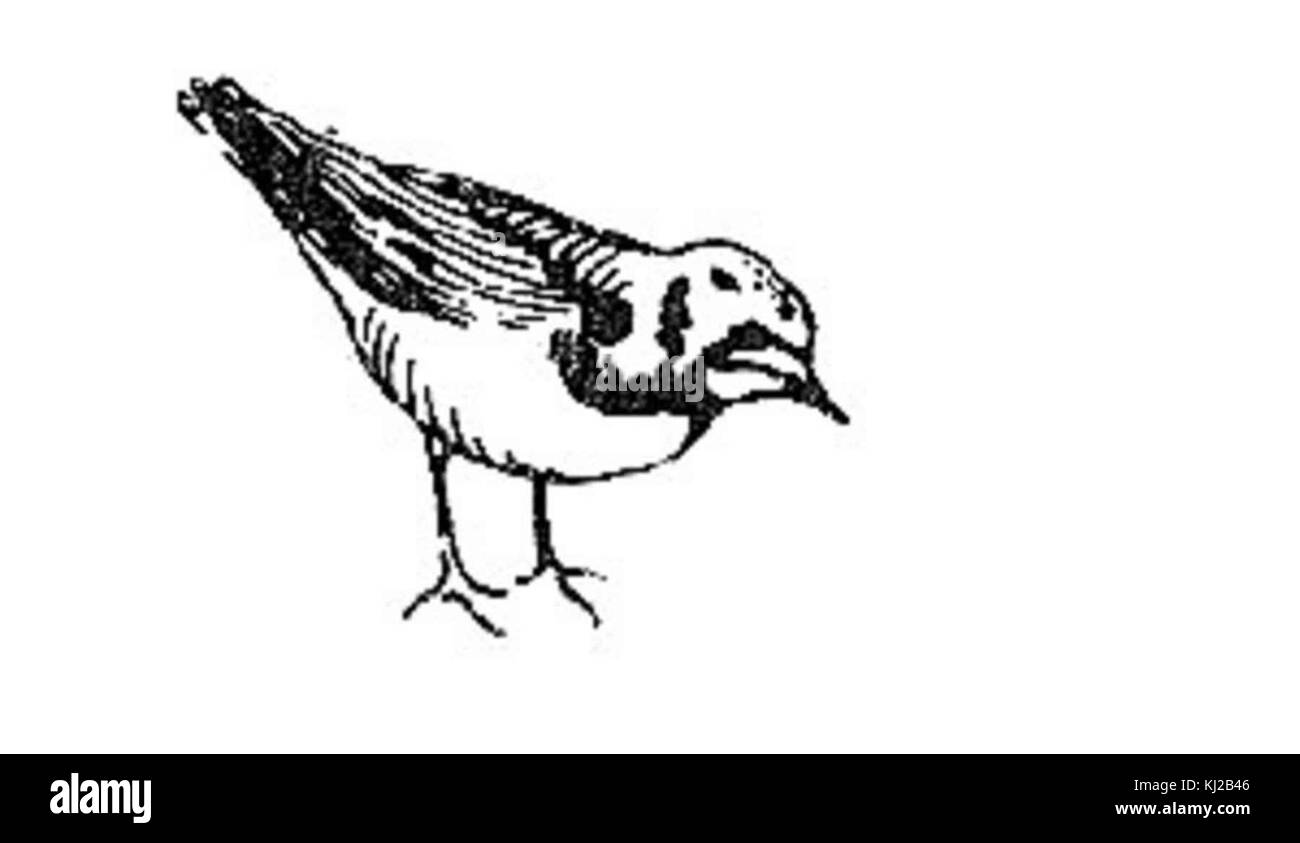 Arenaria interpres bianco e nero illustrazione Foto Stock